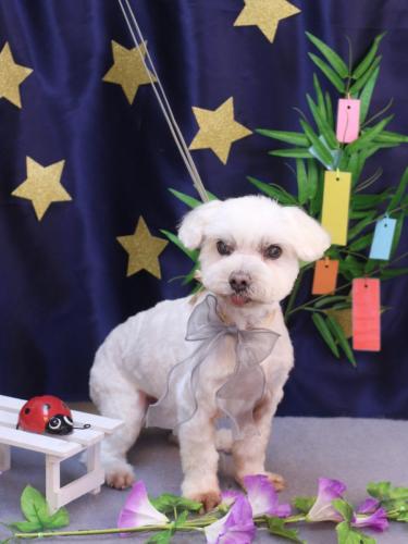 20230730シロくん